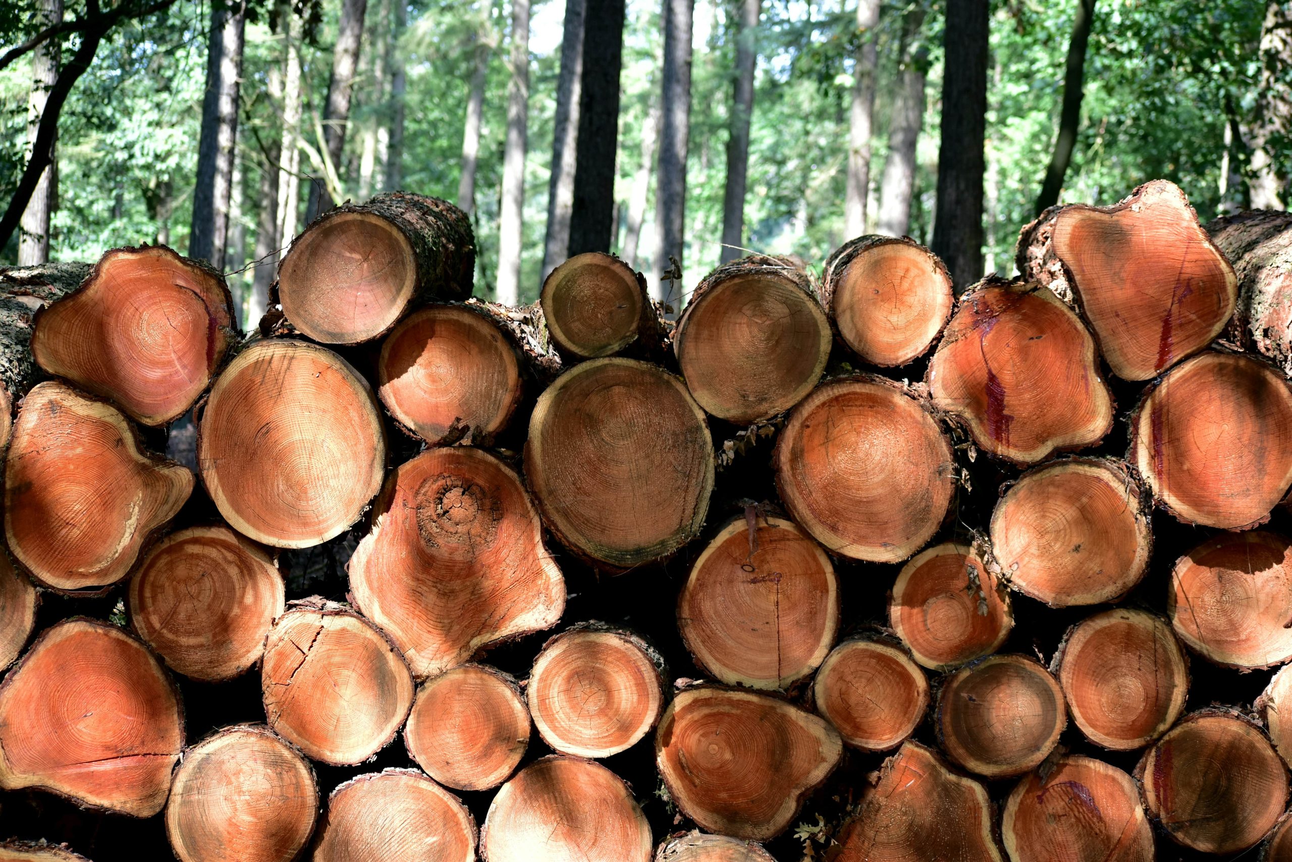 incorporar sostenibilidad ecologica a mi empresa