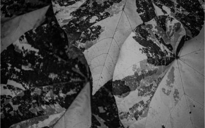 ¿Cómo integrar los ODS en una empresa?: Guía práctica para identificar y maximizar su impacto